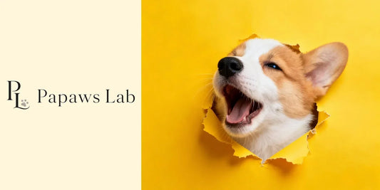 How to Preserve Your Pet’s Memory: 7 Meaningful Keepsake Ideas