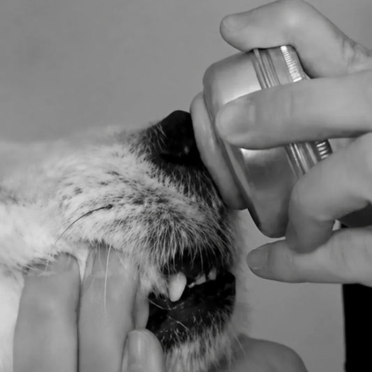 Capturing a pet nose print for the DIY sterling silver necklace kit